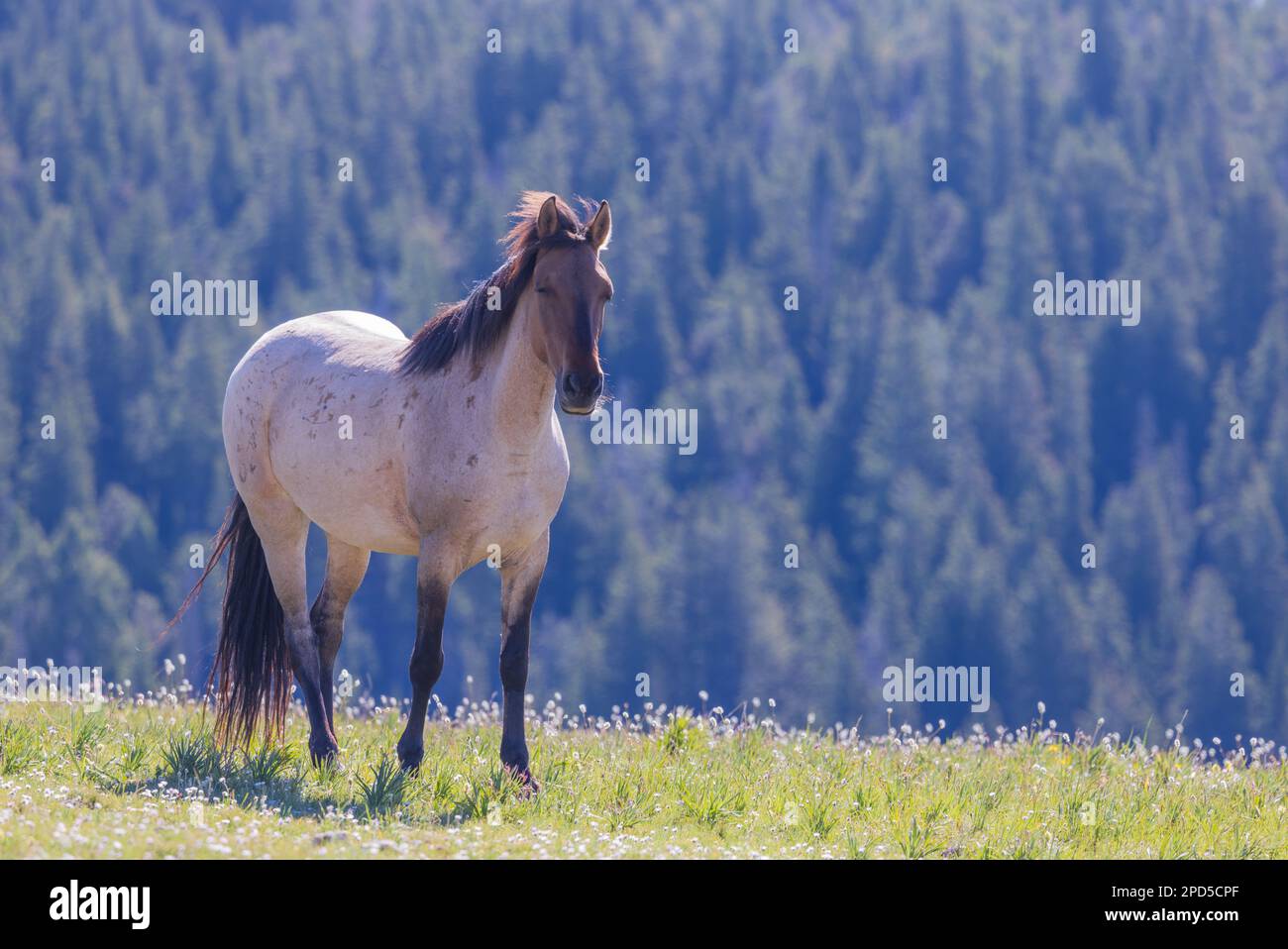 Wild Horse dans les montagnes Pryor Montana en été Banque D'Images