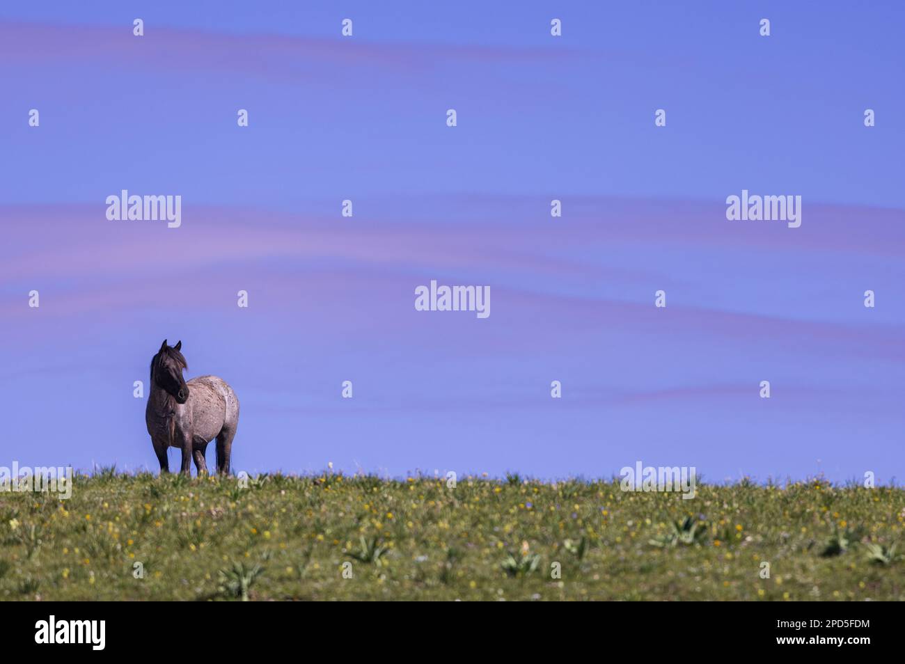 Wild Horse dans les montagnes Pryor Montana en été Banque D'Images