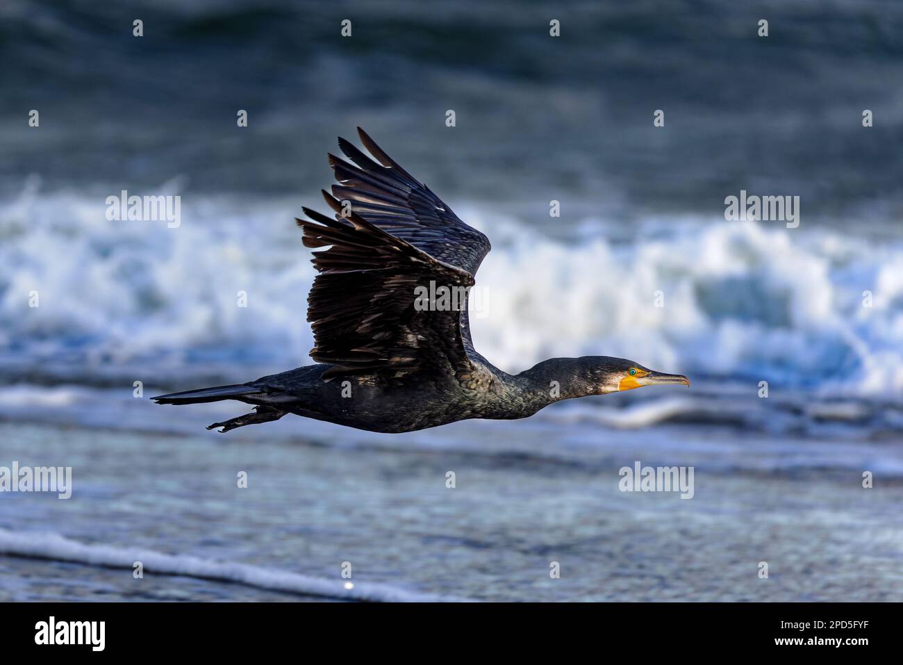 Grand cormoran (Phalacrocorax carbo) survolant la plage de Juist, îles de la Frise orientale, Allemagne. Banque D'Images