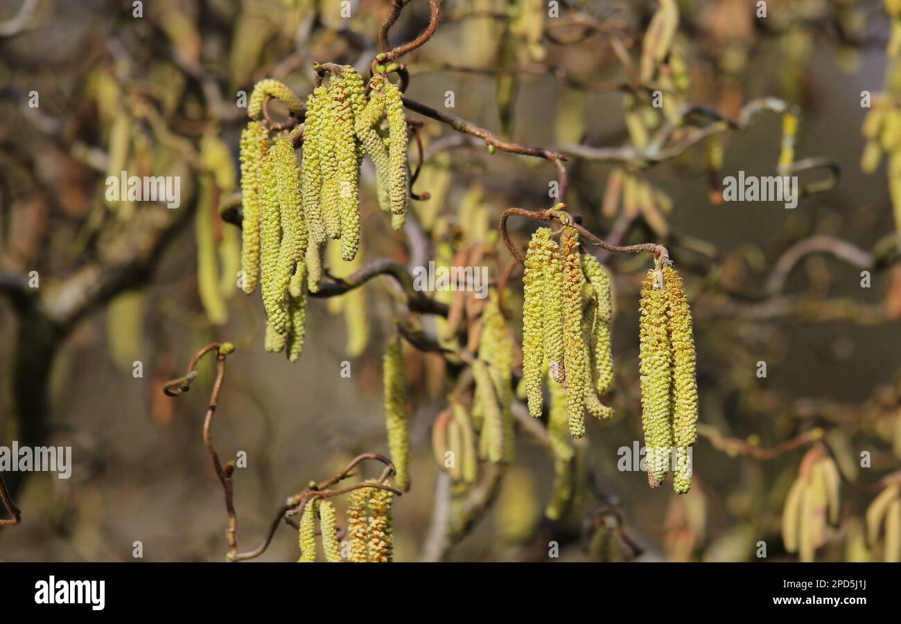 Les chatons d'hiver de l'arbre de Hazel Corkscrew, Corylus avellana 'contorta' Banque D'Images