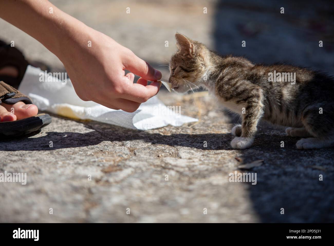 Chaton errant interagissant avec une main humaine, mettant en valeur la confiance et la connexion. Un moment tendre de compassion et de soin dans un cadre extérieur. Banque D'Images