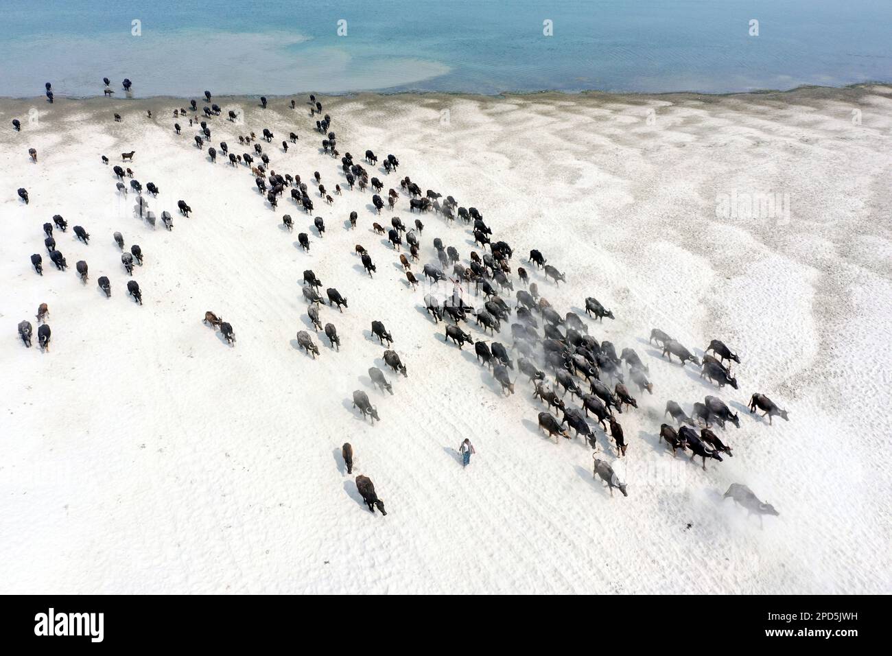 Dhaka, Bangladesh. 27th févr. 2023. Vue aérienne de Buffalo ferme sur une île située sur la rivière Jamuna à Bogra Bangladesh sur 14 mars 2023. Récemment, l'élevage du bétail est devenu un secteur commercialement viable au Bangladesh. Les entrepreneurs locaux s'intéressent maintenant à l'élevage depuis la décennie des années 90 du siècle dernier. Credit: Abaca Press/Alay Live News Banque D'Images