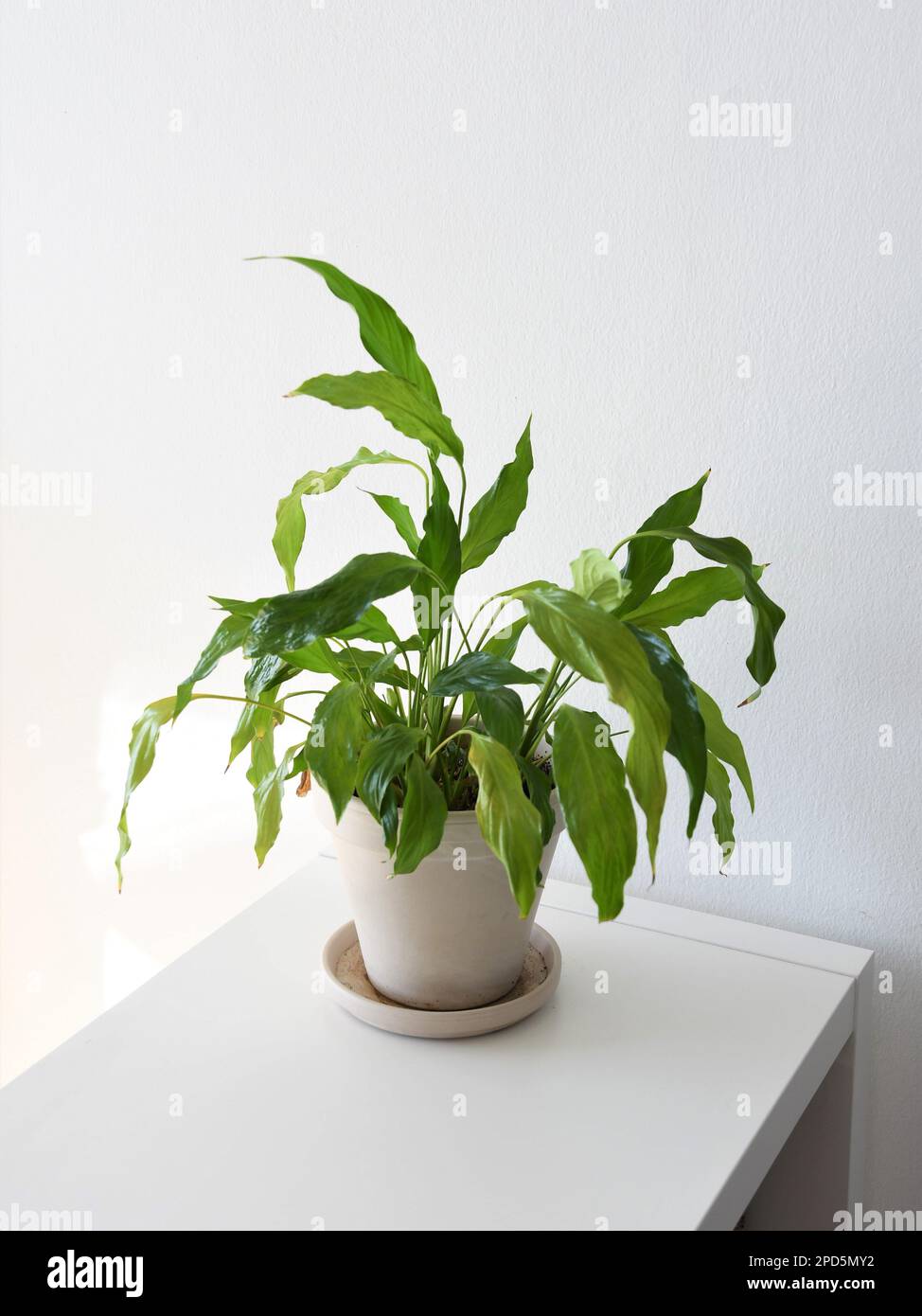 Fausse plante Banque de photographies et d'images à haute résolution - Alamy
