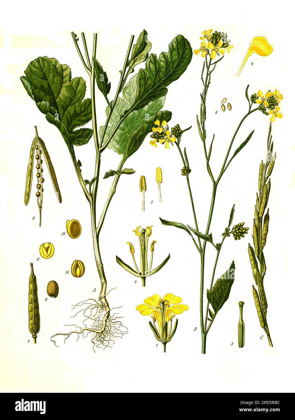 Heilpflanze, Schwarze Senf, Brassica nigra, auch Senf-Kohl, Historisch, Digital restaurierte Reproduktion von einer Vorlage aus dem 19. Jahrhundert, Banque D'Images