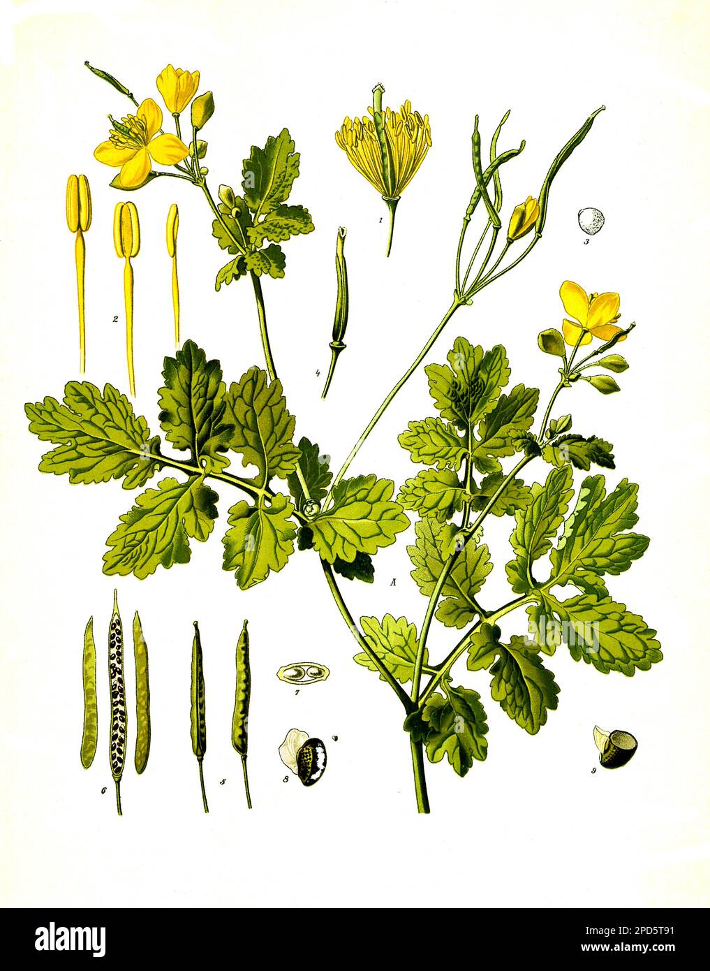 Heilpflanze, Schöllkraut, Chelidonium majus, Historisch, digital restaurierte Reproduktion von einer Vorlage aus dem 19. Jahrhundert, Banque D'Images