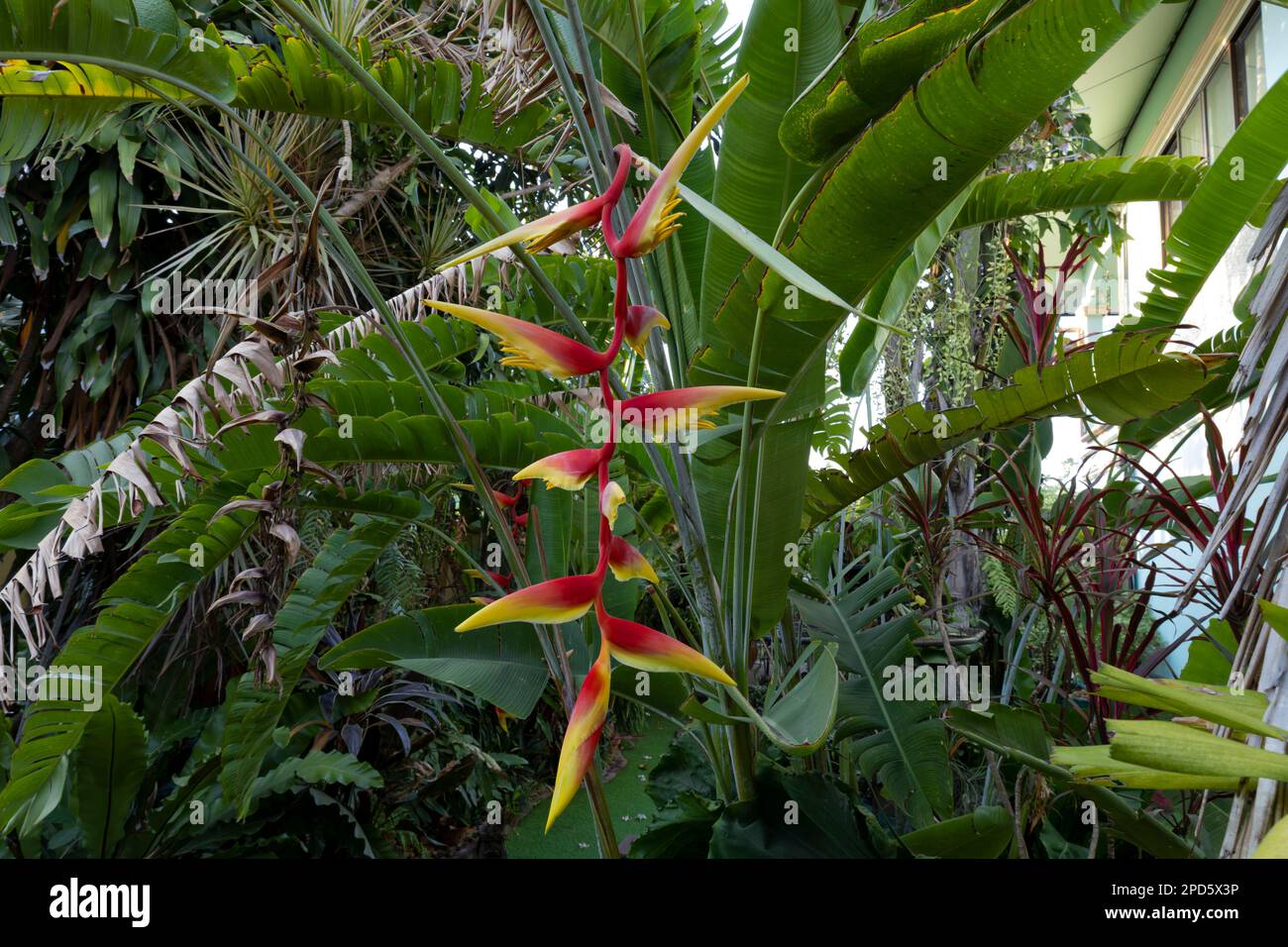 Oiseau brillant du Paradis, fleur d'Heliconia metallica Banque D'Images