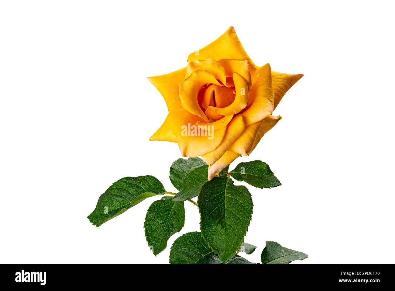 Rose jaune à fleur unique avec feuilles vertes isolées sur fond blanc avec chemin de coupure. Banque D'Images