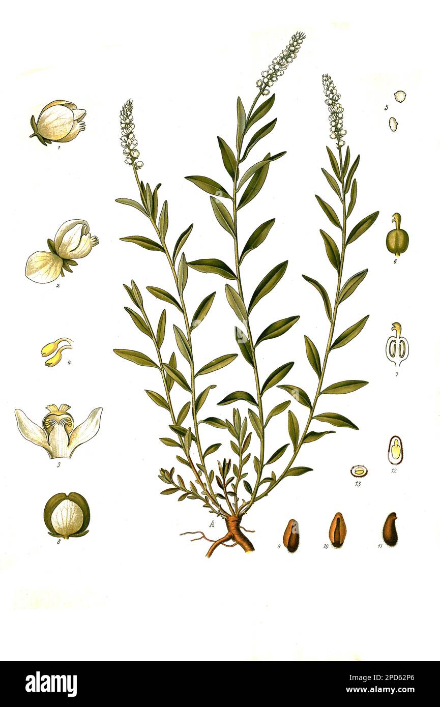 Heilpflanze, Klapperchlangenwurzel (Polygala senega), Historisch, digital restaurierte Reproduktion von einer Vorlage aus dem 19. Jahrhundert, Banque D'Images