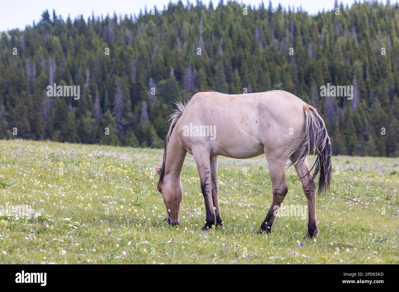 Wild Horse dans les montagnes Pryor Montana en été Banque D'Images