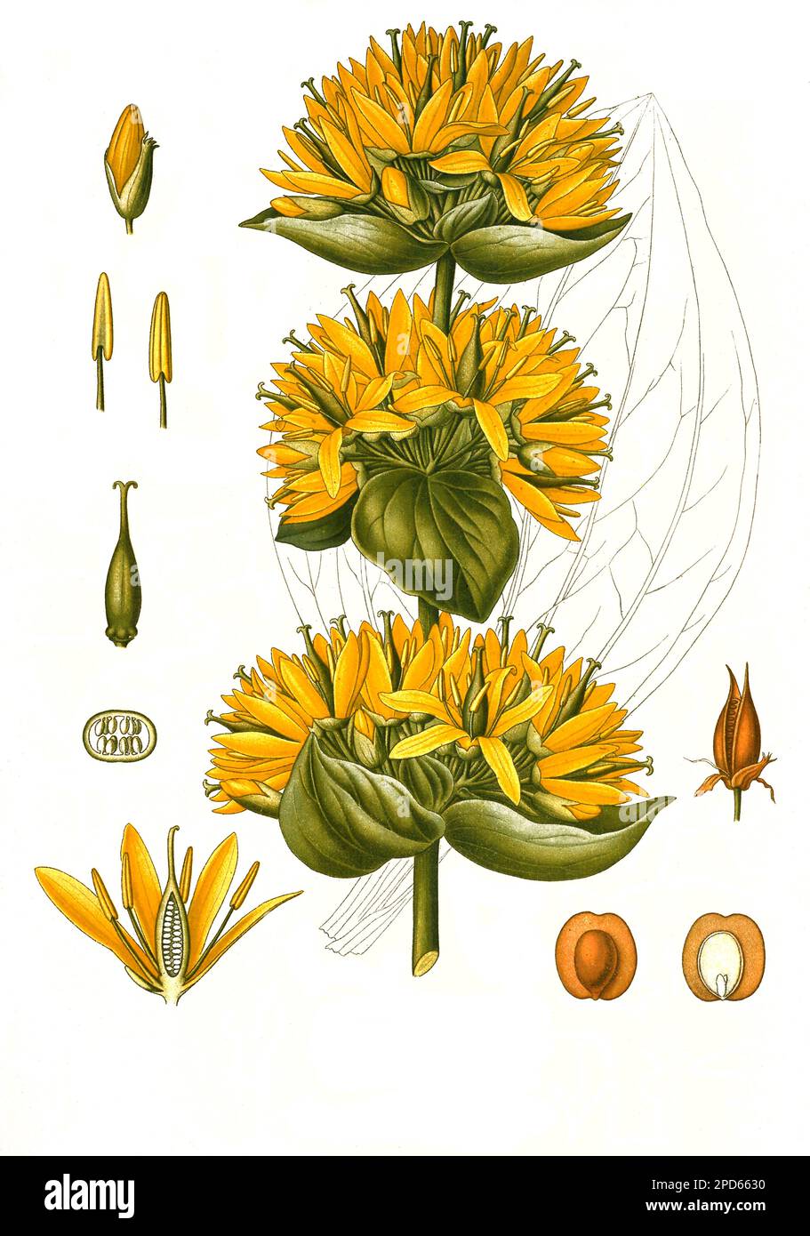 Heilpflanze, Gelbe Enzian (Gentiana lutea) ist eine Pflanzenart aus der Gattung Enziane, Historisch, digital restaurierte Reproduktion von einer Vorlage aus dem 19. Jahrhundert, Banque D'Images