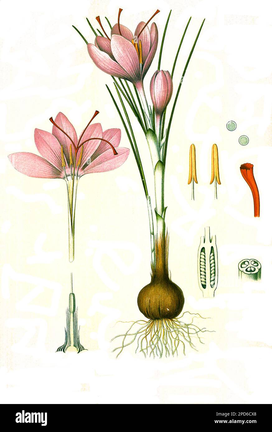 Heilpflanze, Safran (Crocus sativus), Historisch, digital restaurierte Reproduktion von einer Vorlage aus dem 19. Jahrhundert, Banque D'Images