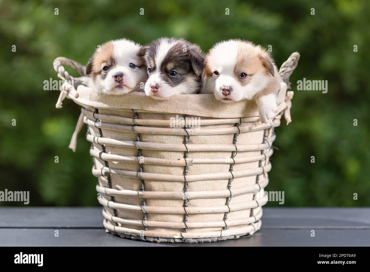Trois petits chiots de corgi gallois pembroke race chien assis ensemble dans le panier à l'extérieur en été Banque D'Images
