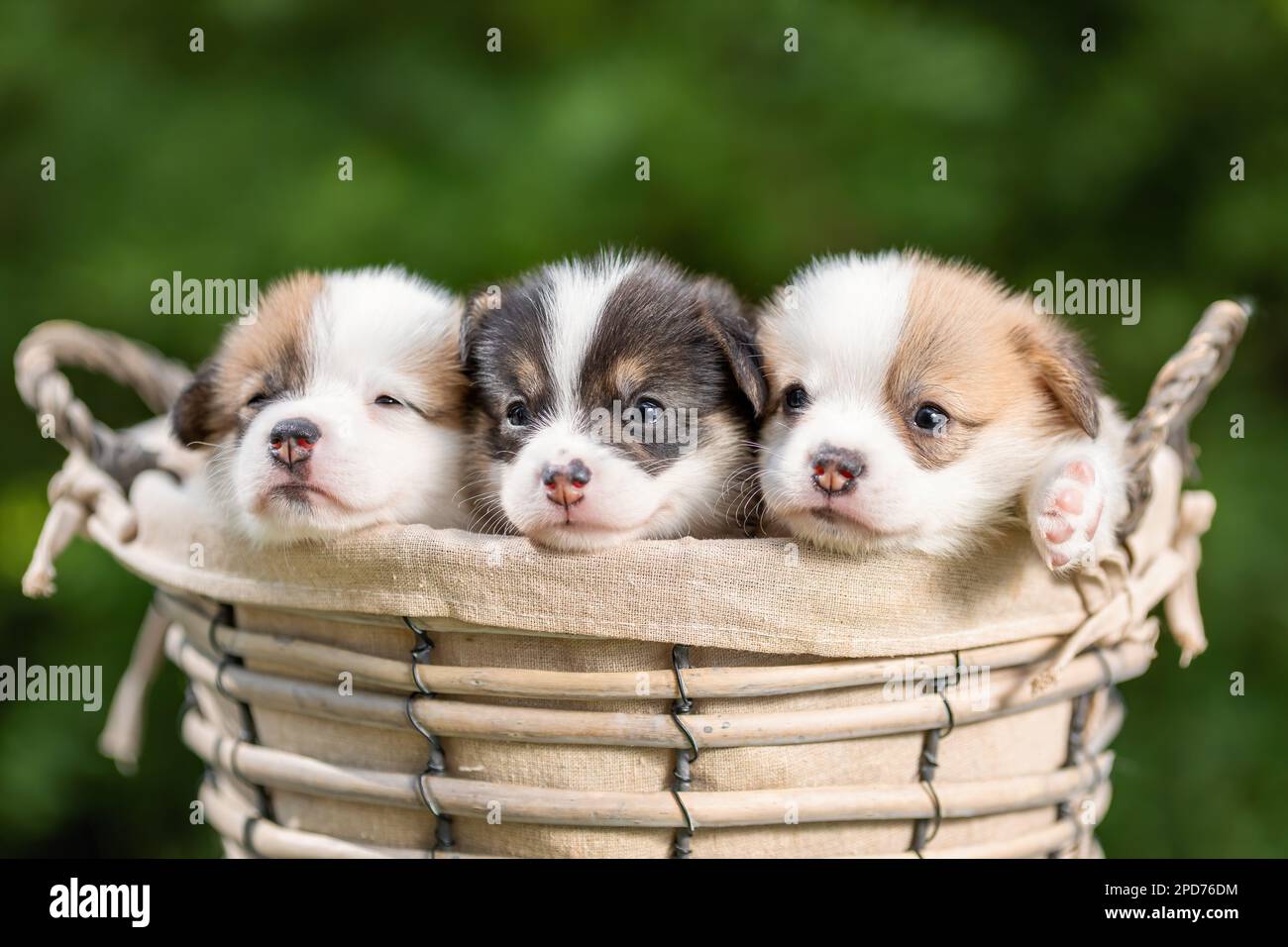 Trois petits chiots mignons de corgi gallois chien de race pembroke dans le panier dans la nature Banque D'Images