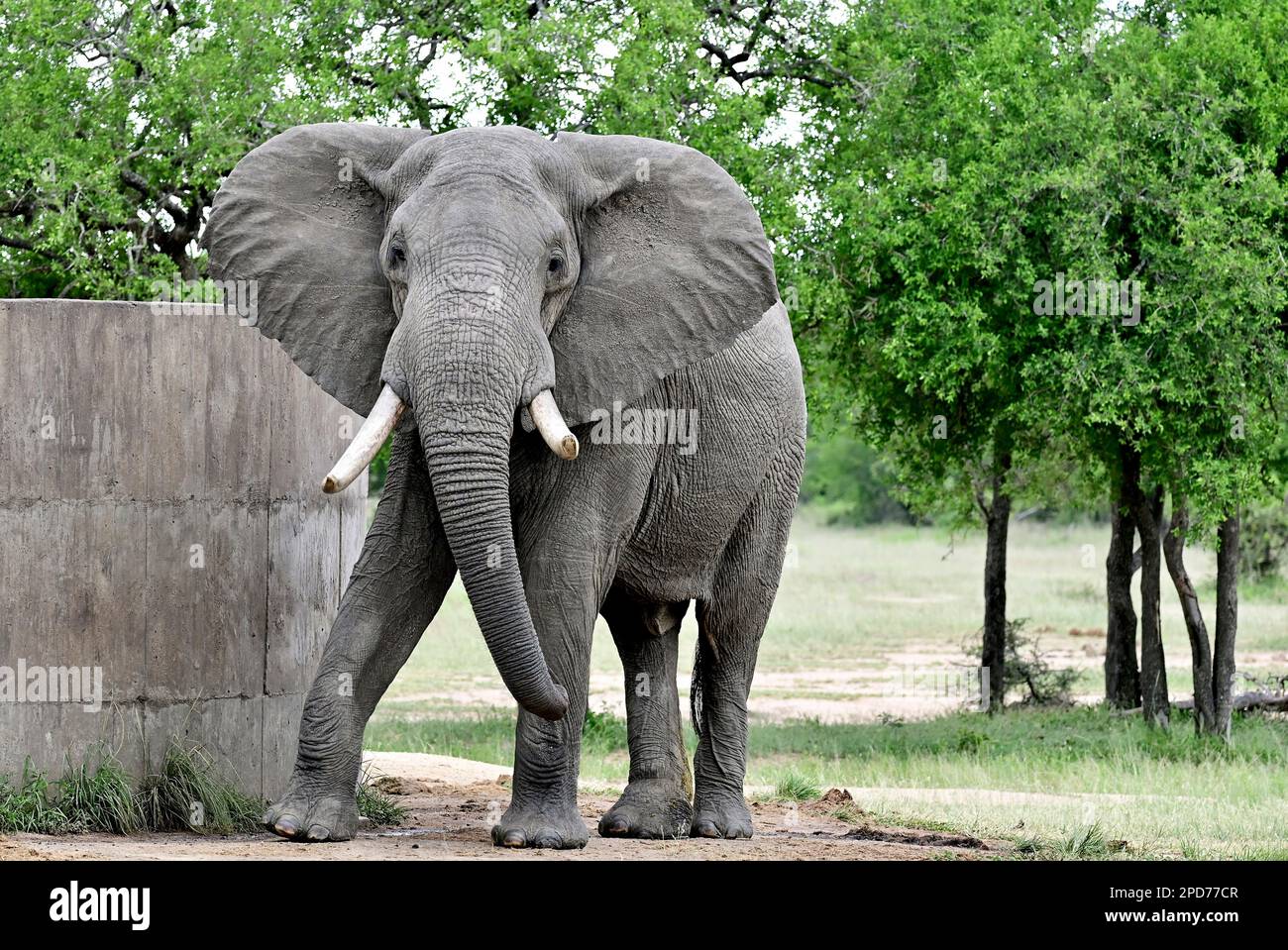 Des oreilles de taureau d'éléphant assoiffées au réservoir de ciment, parc national Kruger, Afrique du Sud Banque D'Images