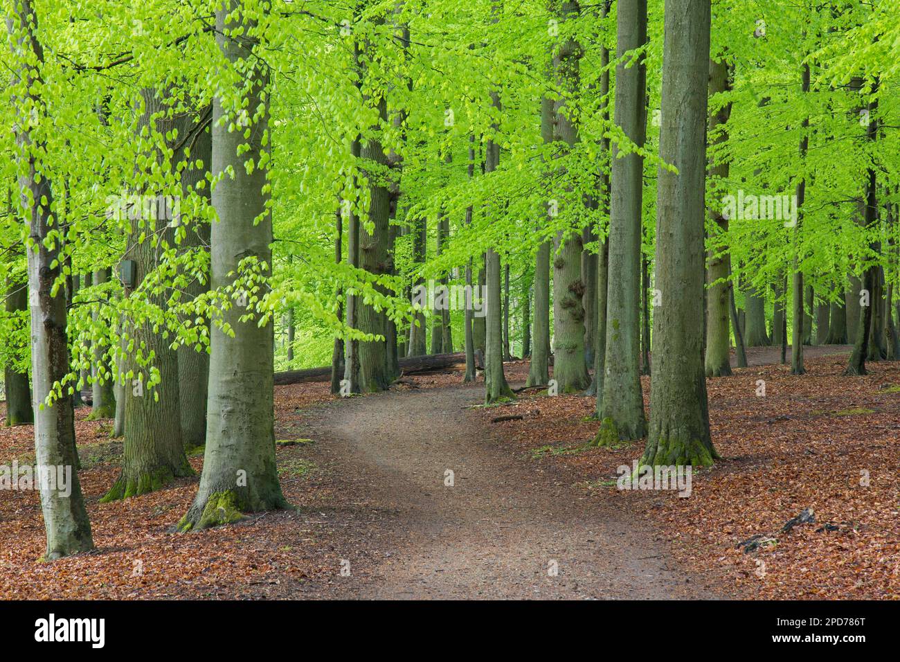 Chemin traversant la forêt avec des hêtres européens (Fagus sylvatica) montrant du feuillage vert frais au printemps Banque D'Images