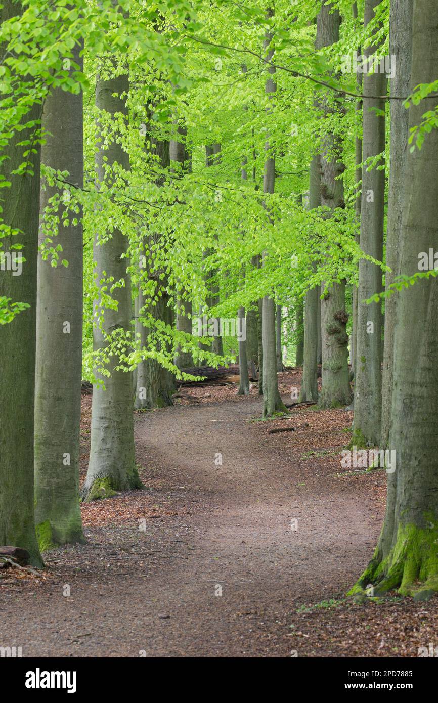 Chemin traversant la forêt avec des hêtres européens (Fagus sylvatica) montrant du feuillage vert frais au printemps Banque D'Images