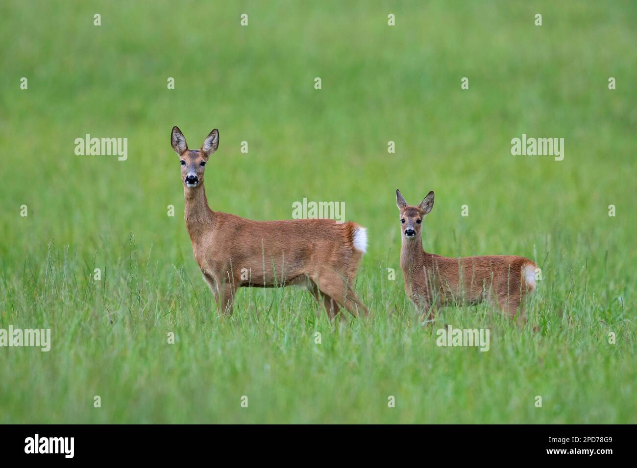 Cerf de Virginie (Capreolus capreolus) femelle / doe avec jeunes fourragères dans les prairies / prairies en été Banque D'Images