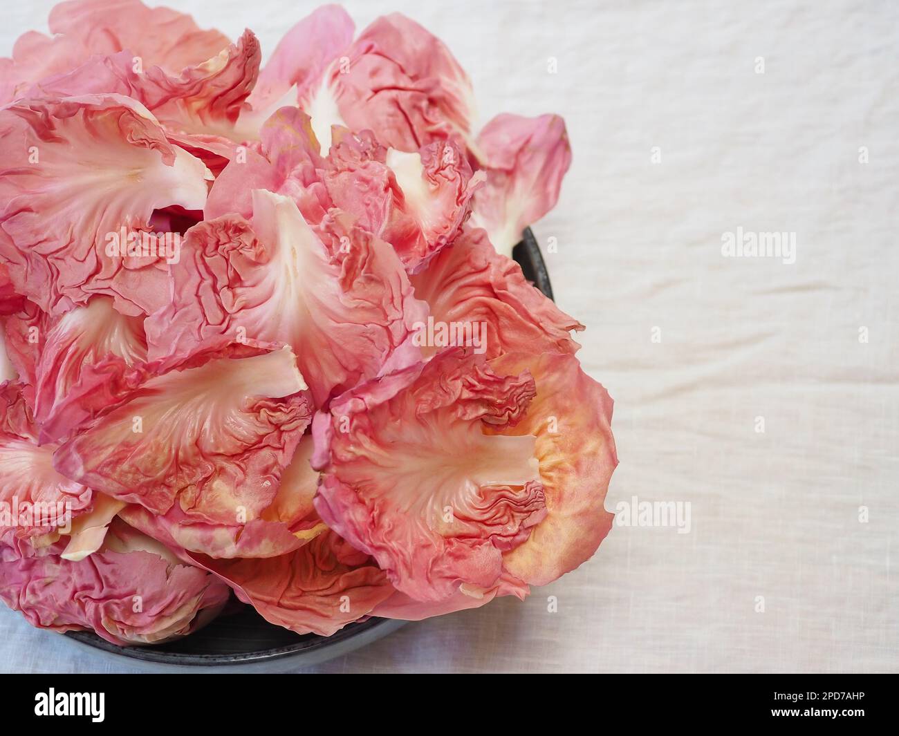 Gros plan de la salade rose crinkly feuilles de radicchio / chicorée Rosa Del Veneto, entière, dans un bol sur une nappe blanche, avec l'espace de copie sur la droite Banque D'Images