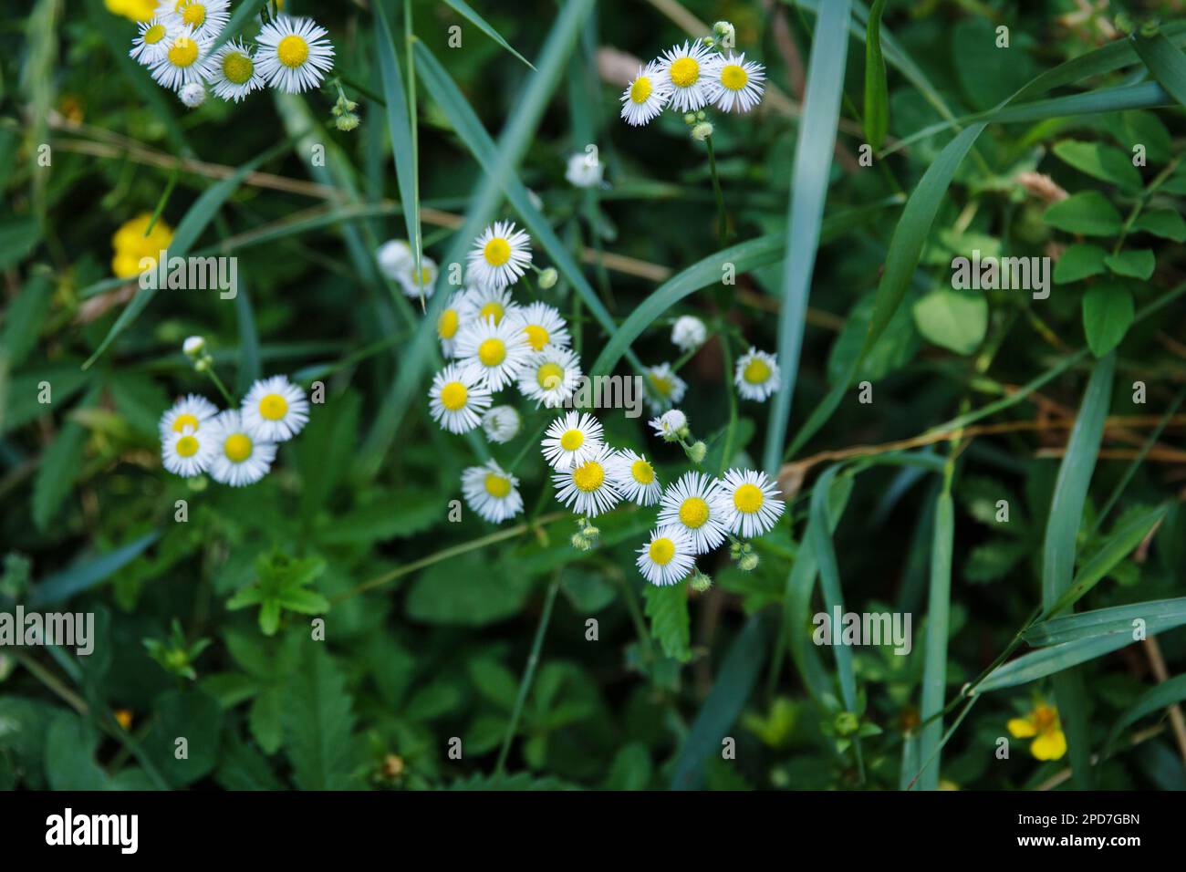 Fleurs de camomille dans un pré en herbe, sur un fond vert, vue de dessus. Plante médicinale à la maison Banque D'Images
