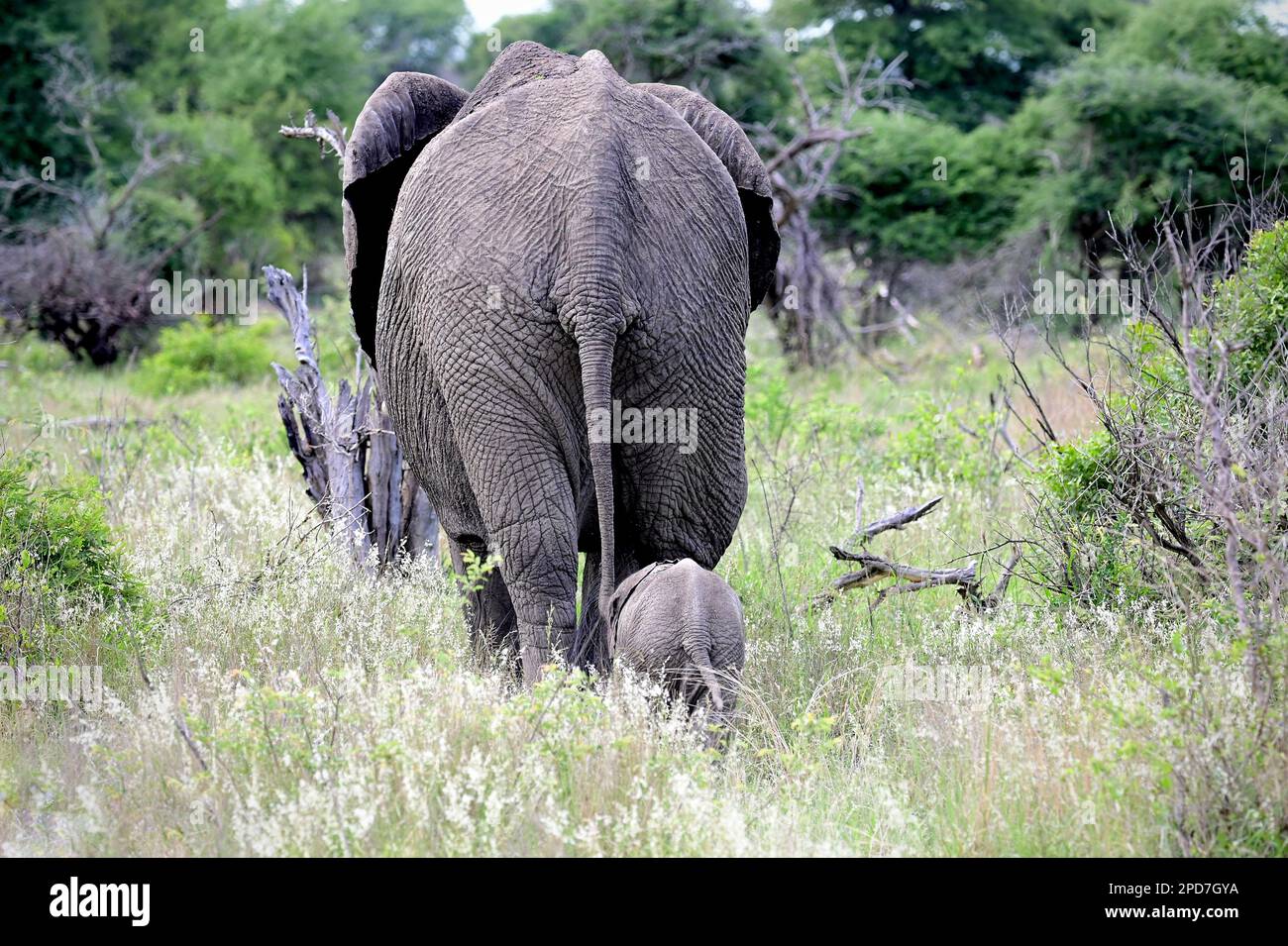 Le parc national Kruger, Afrique du Sud Banque D'Images