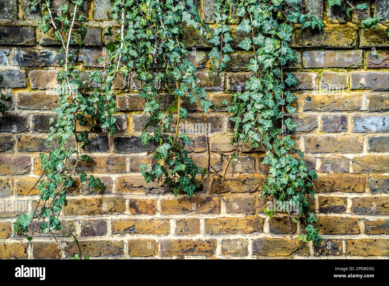 Ivy sur mur de briques Banque D'Images