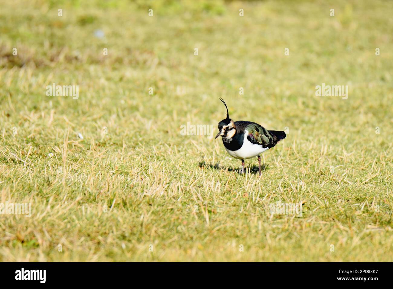 Den Helder, pays-Bas. Février 2023. Divers oiseaux à gué à la recherche de nourriture. Photo de haute qualité Banque D'Images