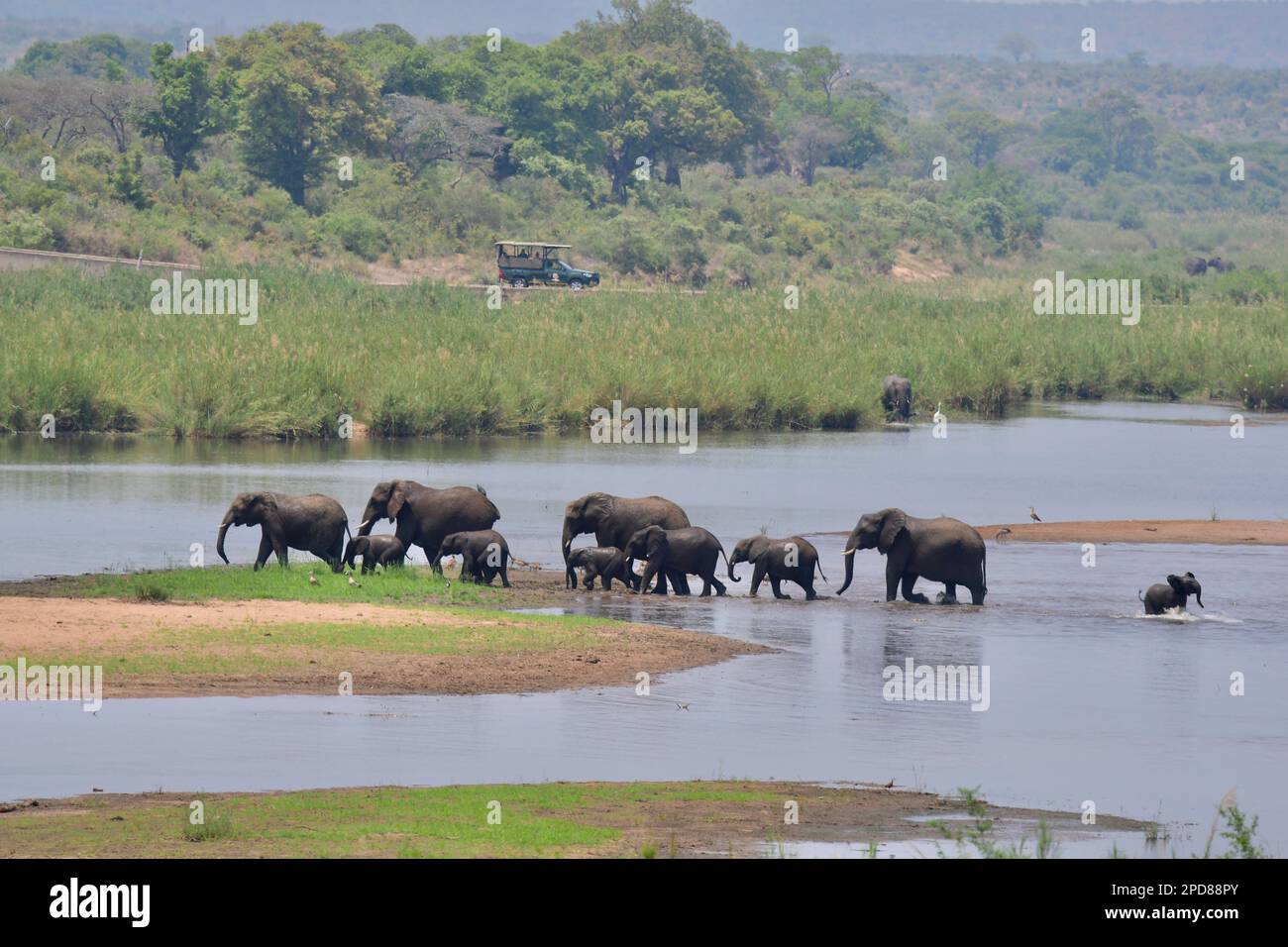 Troupeau d'éléphants traversant la rivière Sabie dans le parc national Kruger, Afrique du Sud Banque D'Images