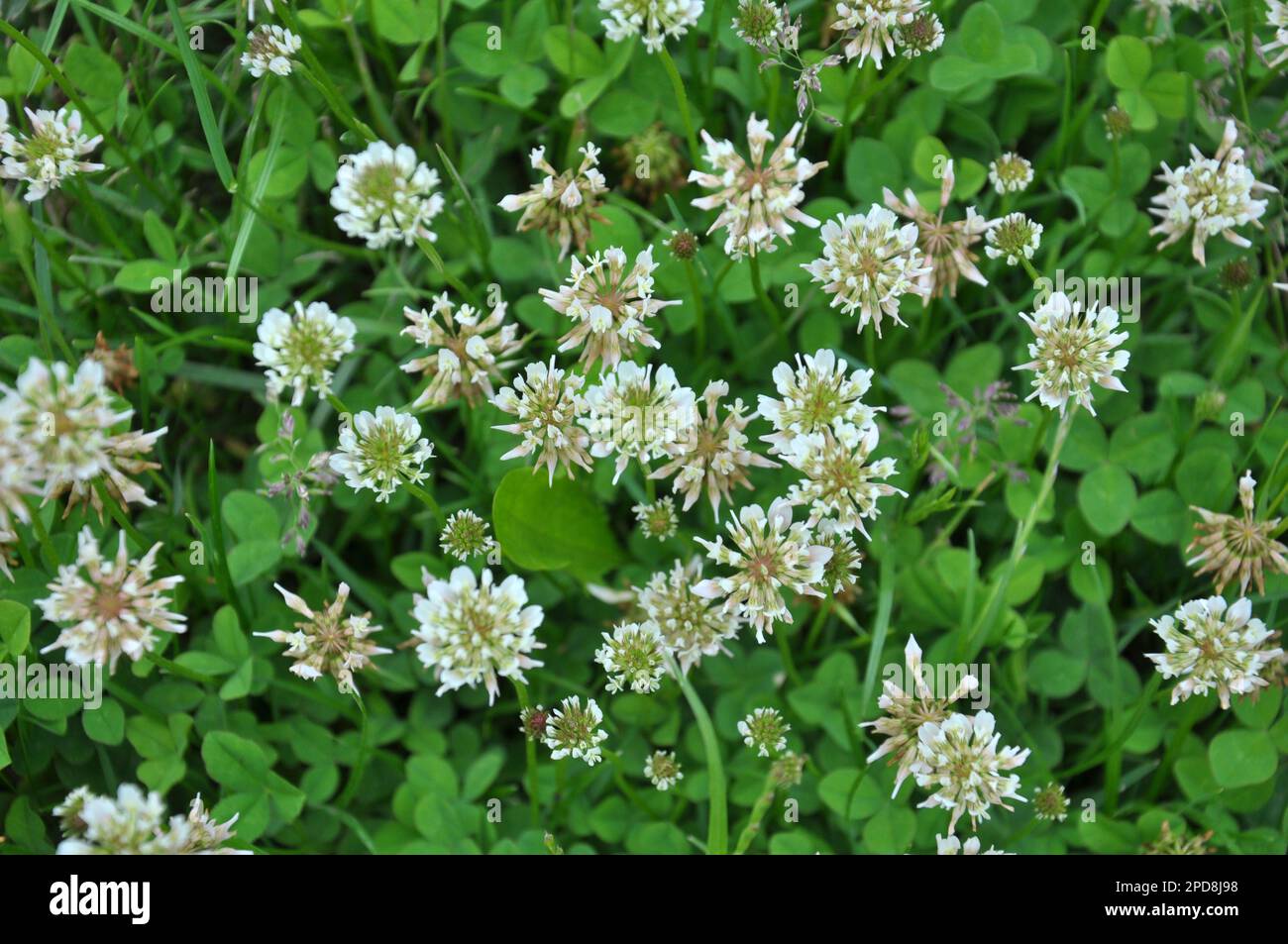 Dans la nature, le trèfle blanc rampant (Trifolium repens) fleurit Banque D'Images