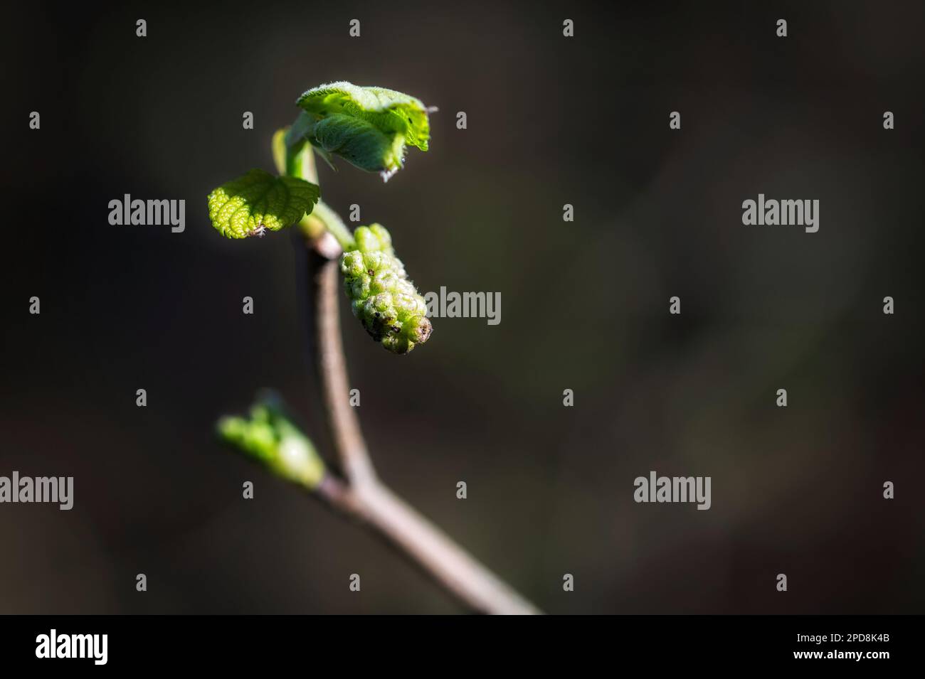 Le printemps commence à se montrer comme ce Bong Alnus rubra, l'aulne rouge commence à montrer quelques feuilles. Banque D'Images