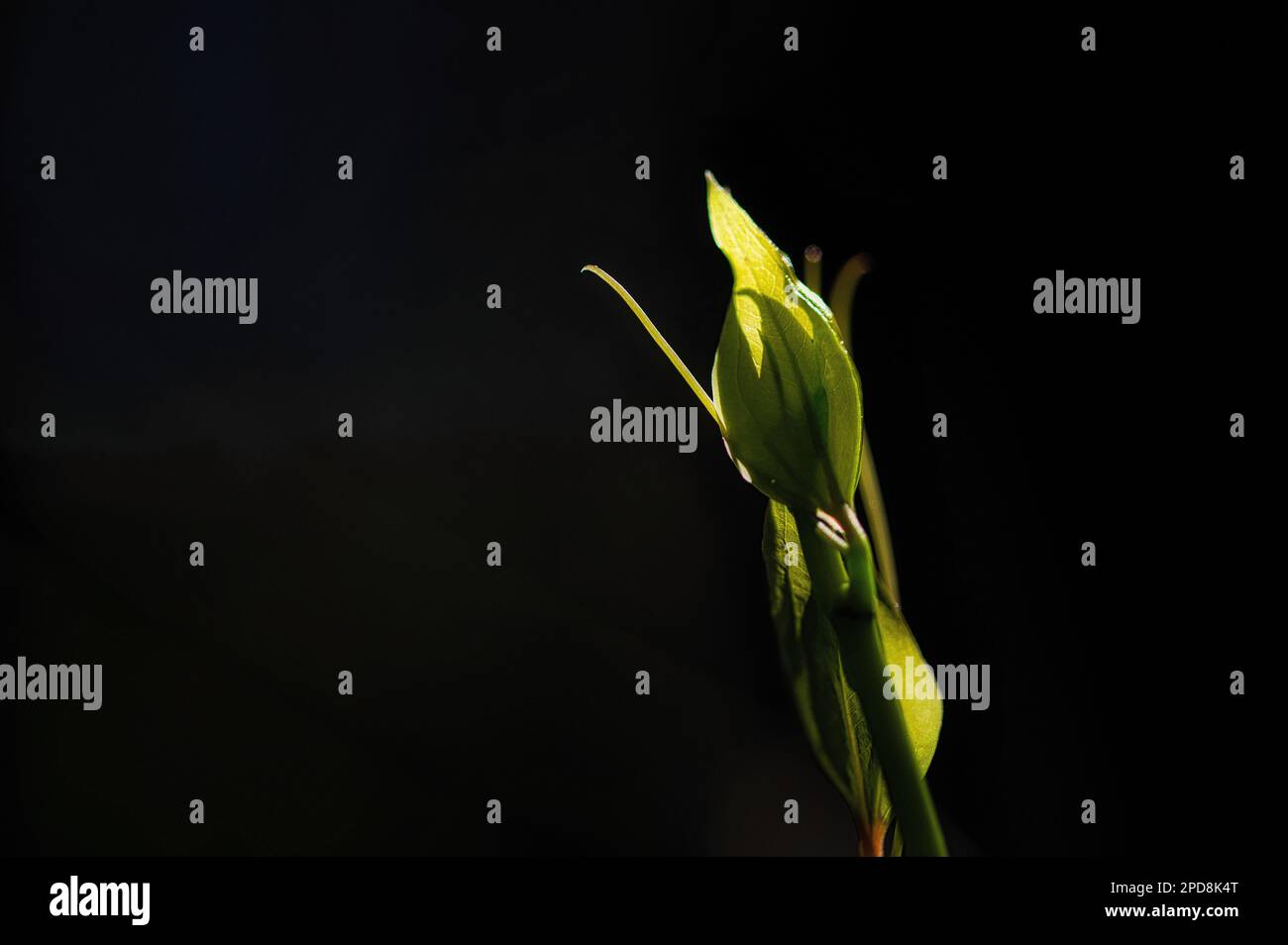 Hypericum majus, le grand millepertuis commence à fleurir au printemps. Banque D'Images