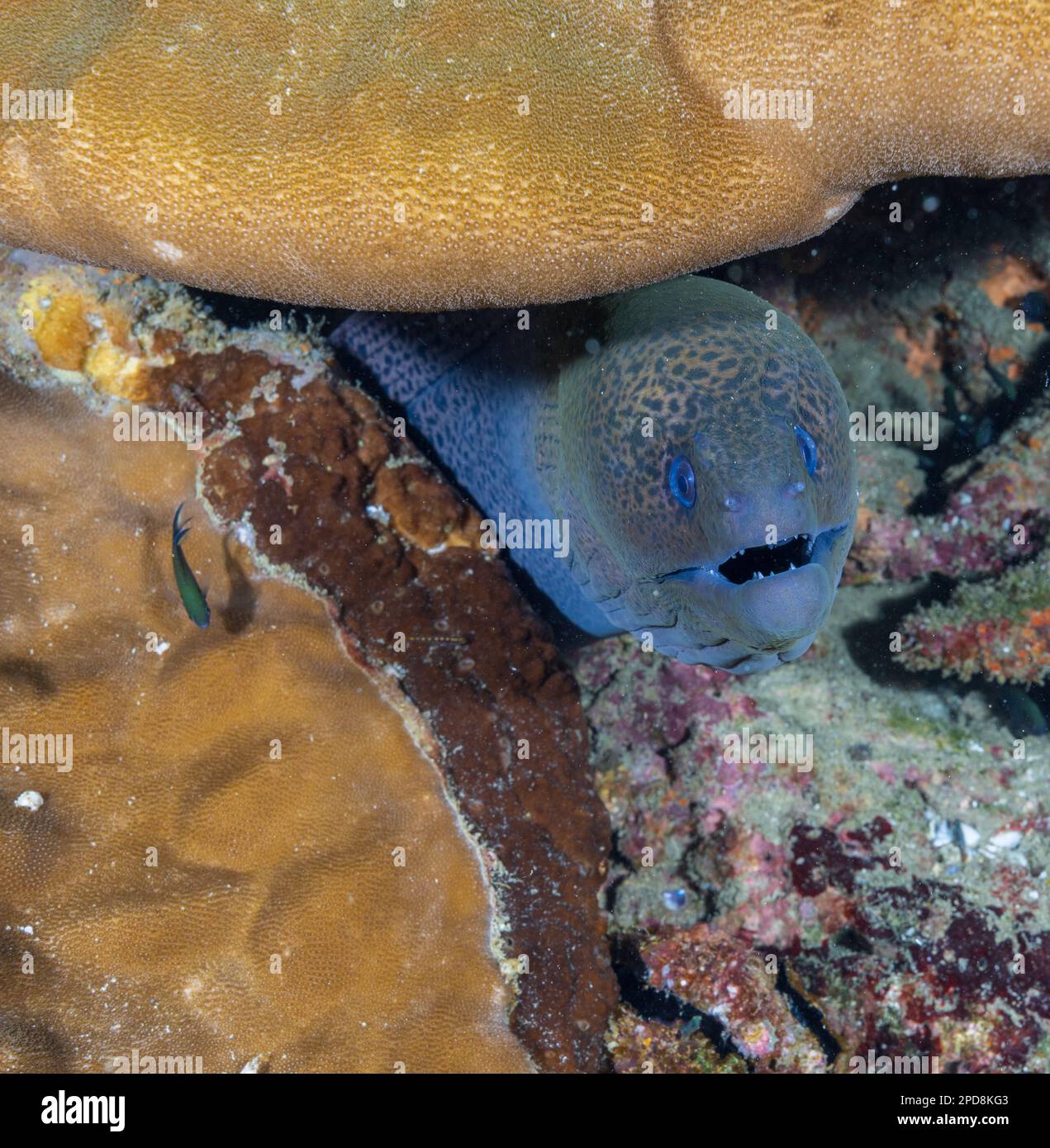 Un Eel de Moray piquant d'un cravice de roche couvert de coraux - image prise pendant la plongée sous-marine à Netrani (Karnataka, Inde) Banque D'Images