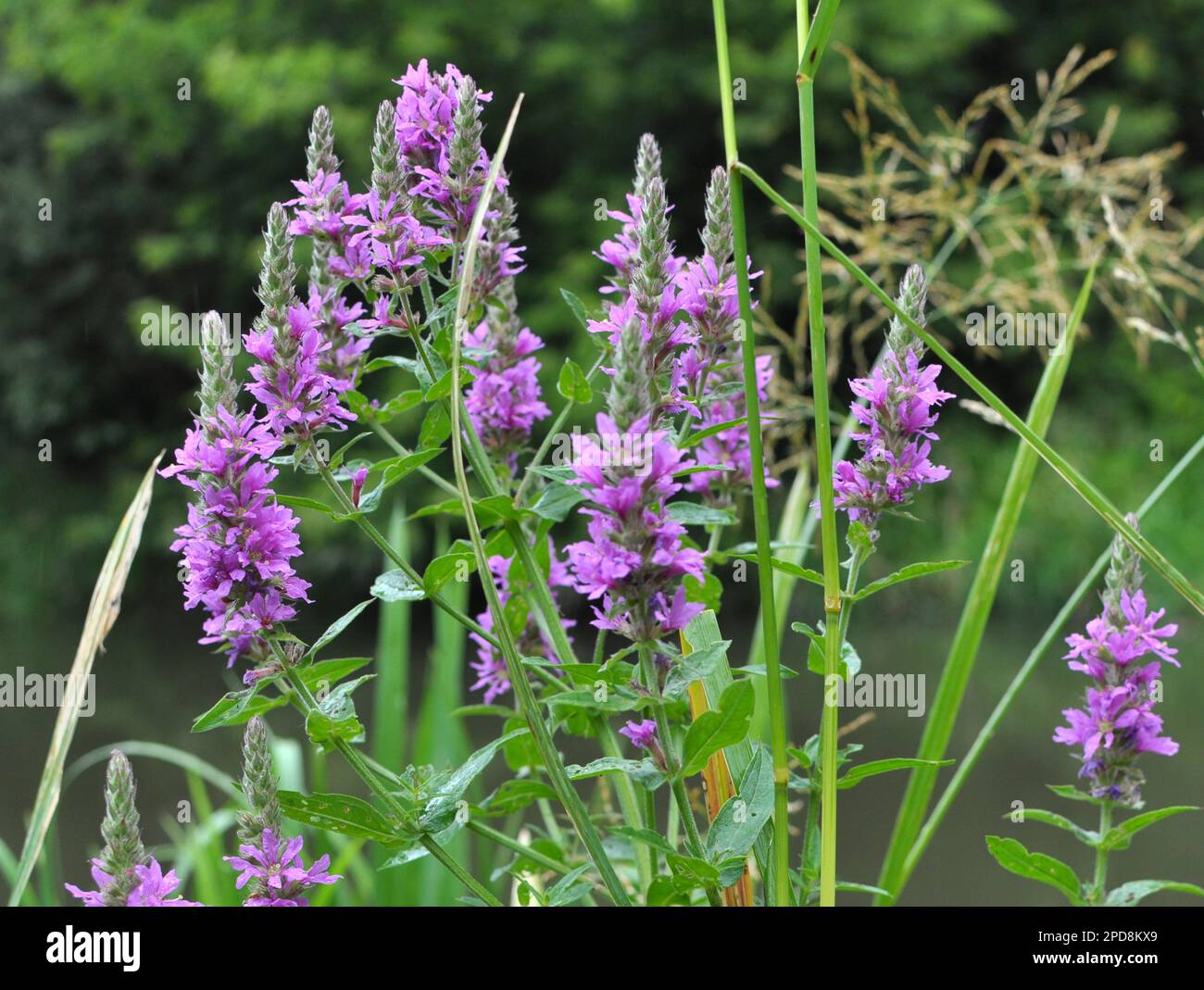 Lythrum salicaria pousse dans la nature sur les berges et dans les endroits humides Banque D'Images