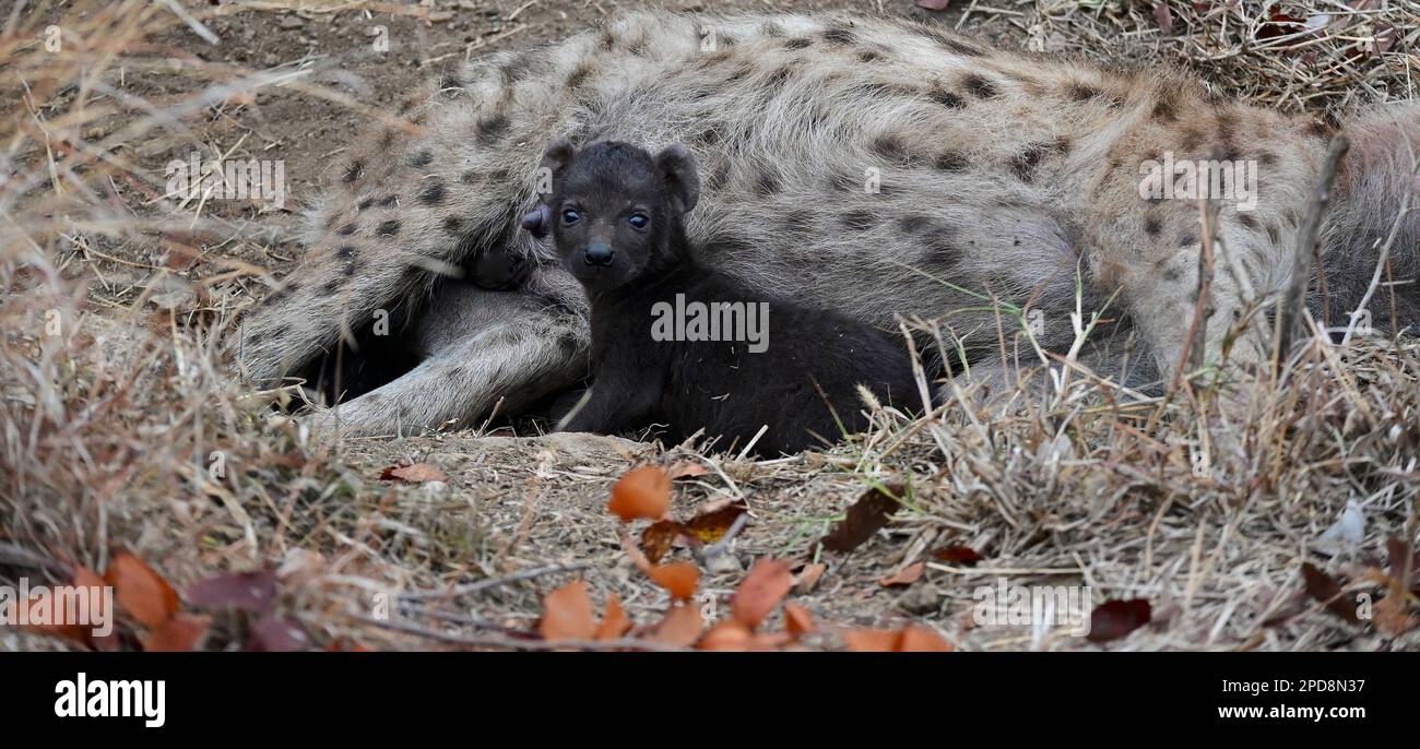 Le parc national Kruger, Afrique du Sud Banque D'Images