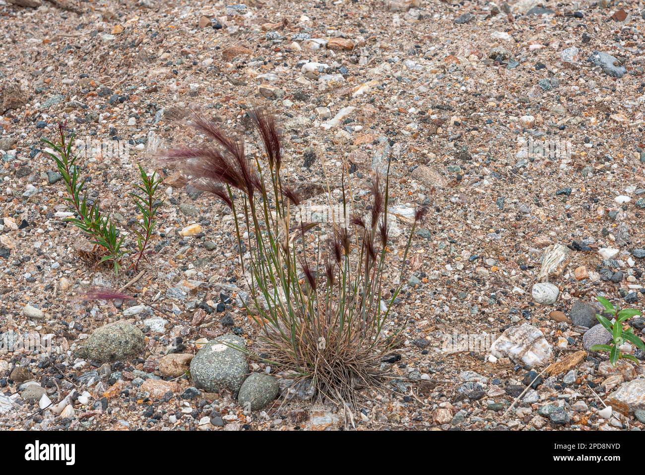 Parc Denali, Alaska, États-Unis - 24 juillet 2011 : gros plan de l'herbe sauvage de l'Alaska tournant des sommets de plumes en fleur rouge foncé, pousse parmi les cailloux sablonneux Banque D'Images