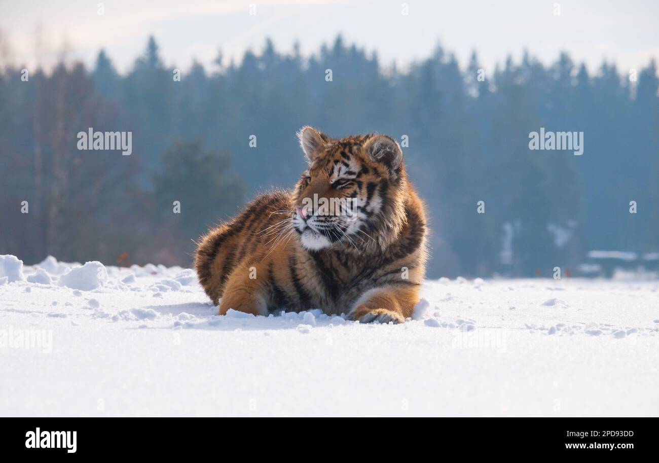 Tigre de Sibérie, Panthera tigris altaica.Scène sauvage avec animal dangereux.Hiver froid à la taïga, Russie.Tigre dans la nature sauvage d'hiver, couché sur le sno Banque D'Images