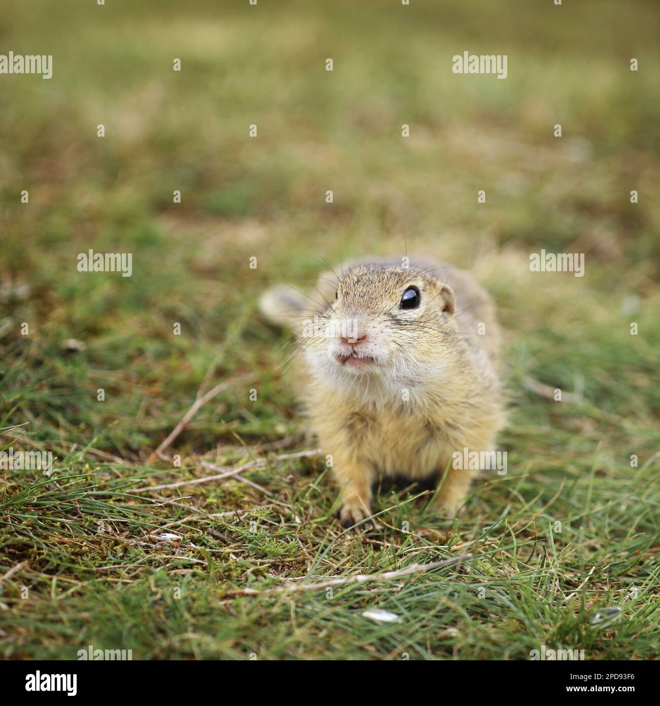 Écureuil européen debout dans l'herbe. Spermophilus citellus scène sauvage de la nature. Écureuil moulu Banque D'Images