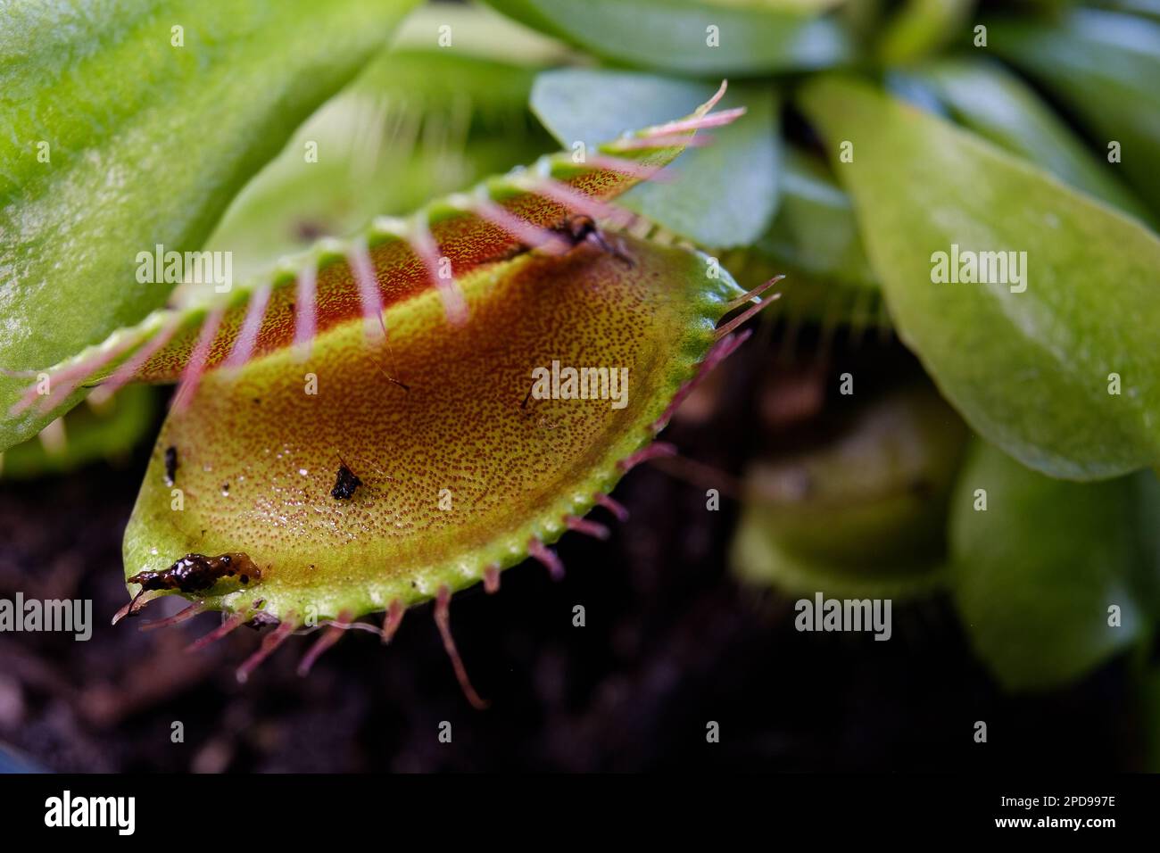 Plante de piège de mouche de Vénus - Dionaea muscipula. Plante carnivore subtropicale originaire de la côte est des États-Unis Banque D'Images