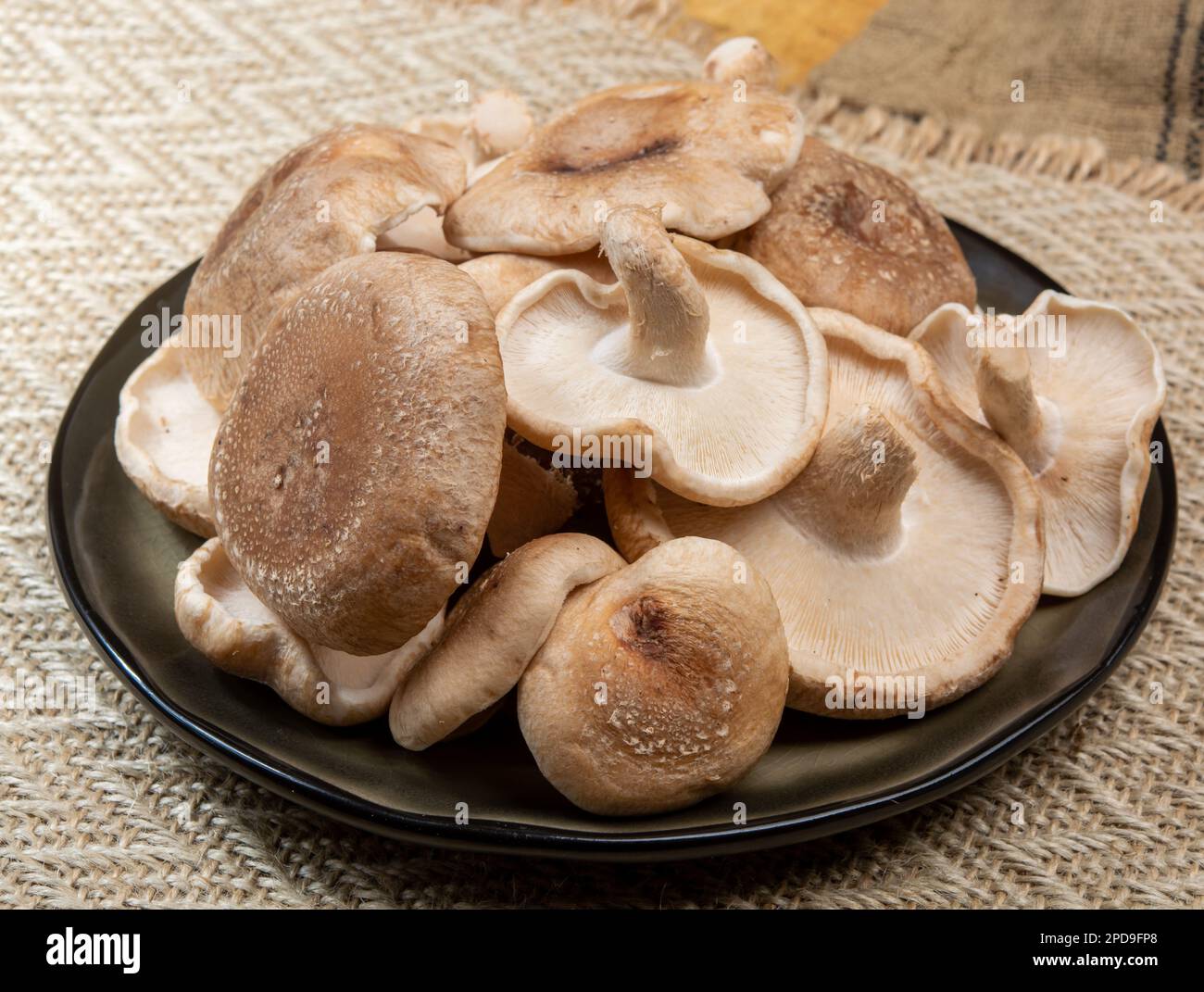 Lentinula edodes brunes fraîches ou shiitake champignons comestibles du Japon prêts à cuire Banque D'Images