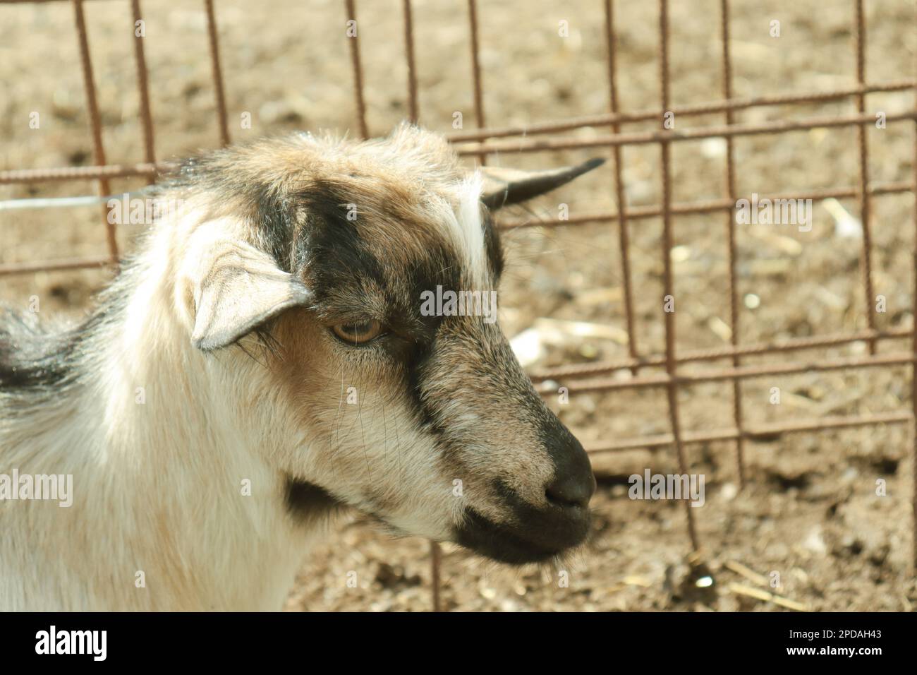 Élevage de chèvres Banque D'Images