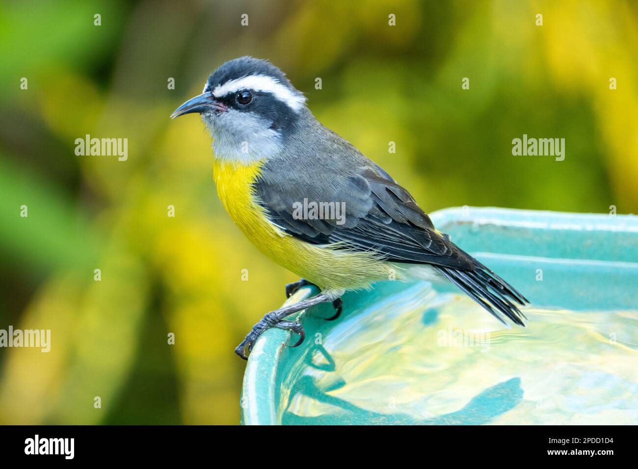 Le bananaquit (Coereba flaveola) est une espèce d'oiseau de passerine de la famille des thraupidae. Petit, actif, verrue-comme oiseau tropical et sub Banque D'Images