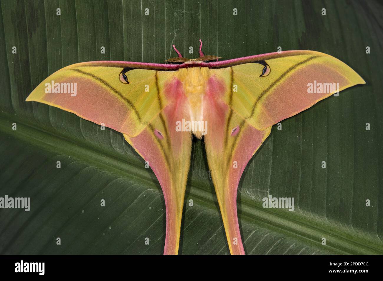 Papillon à esprit rose (Actias rhodopneuma), assis sur une feuille, vue dorsale, Vietnam Banque D'Images