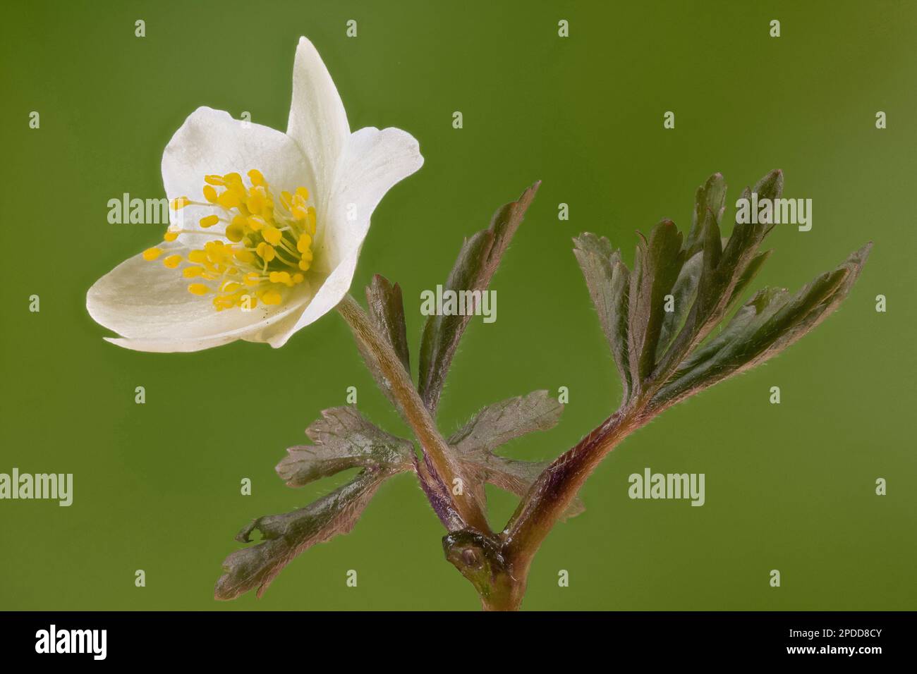 Anemone de bois (Anemone nemorosa), fleur sur fond vert, Allemagne Banque D'Images