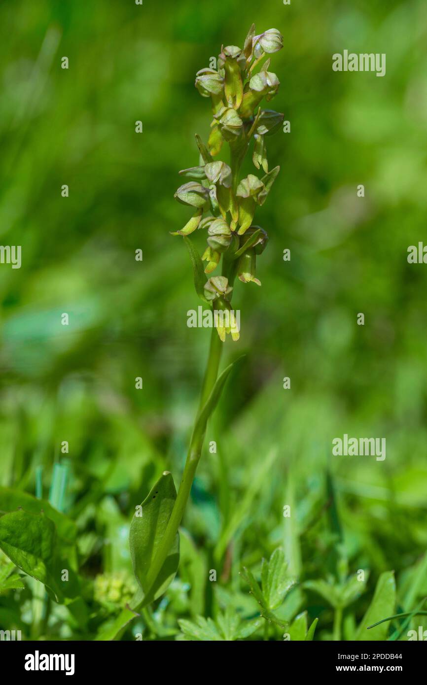 Orchidée de grenouille (Coeloglossum viride, Dactylorhiza viridis), floraison, Autriche, Tyrol, Lechtaler Alpen Banque D'Images