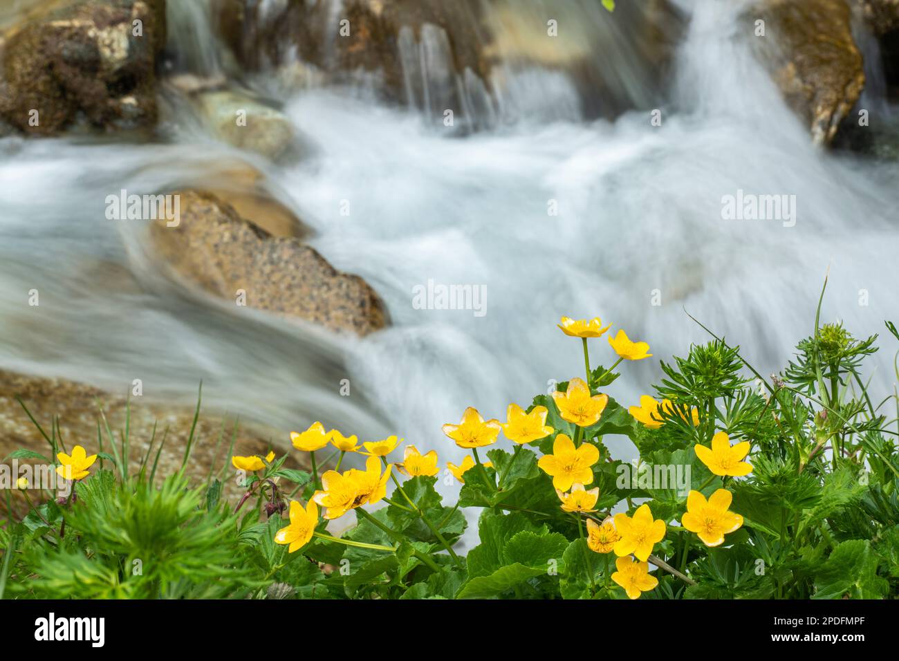 Marais alpin Marigolds (Maltha palustris) avec eau à écoulement rapide de la rivière Flem. Brigels, Surselva, Grisons, Grisons, Grisons, Suisse Banque D'Images