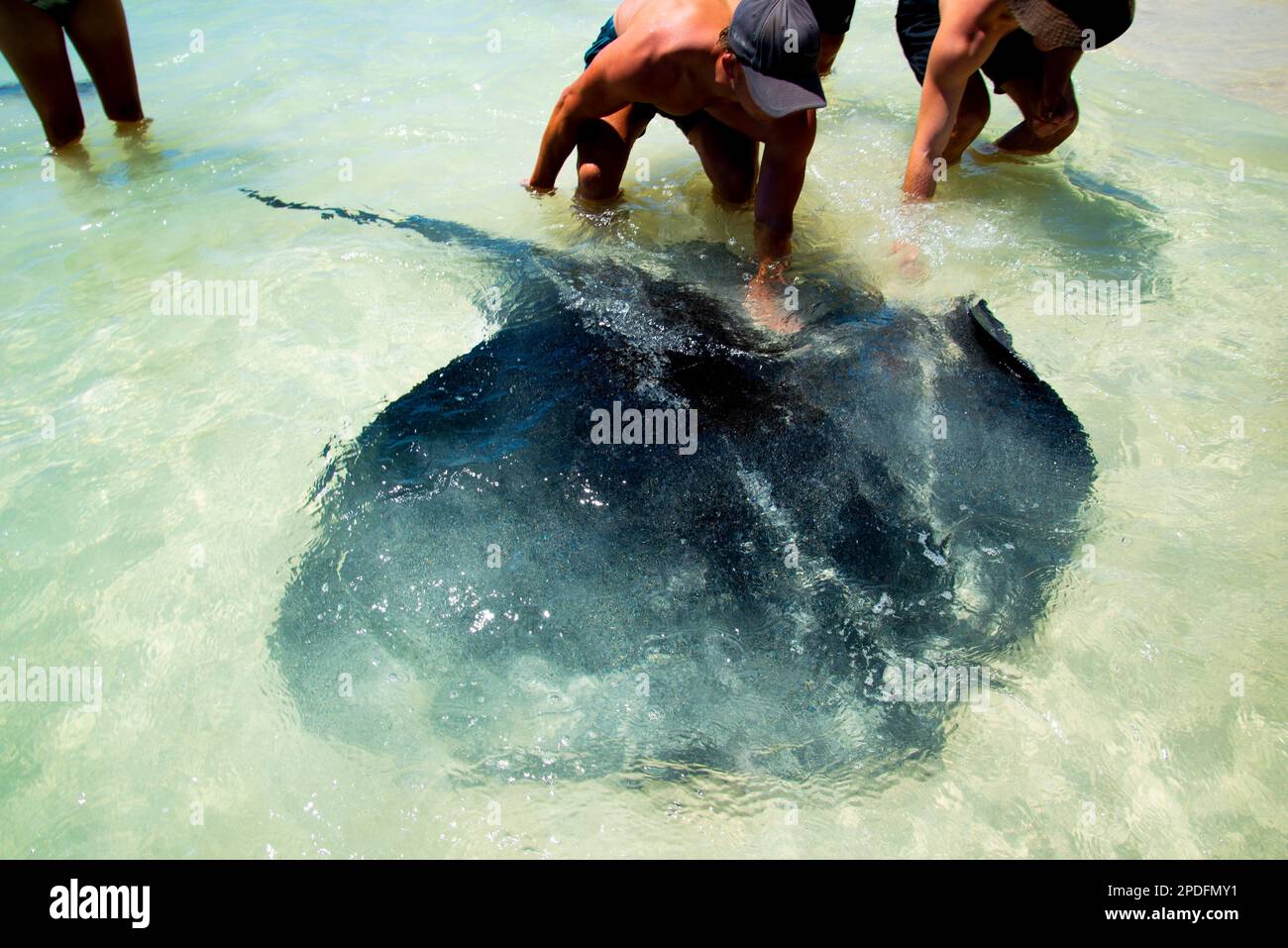 Raies - Hamelin Bay - Australie Banque D'Images