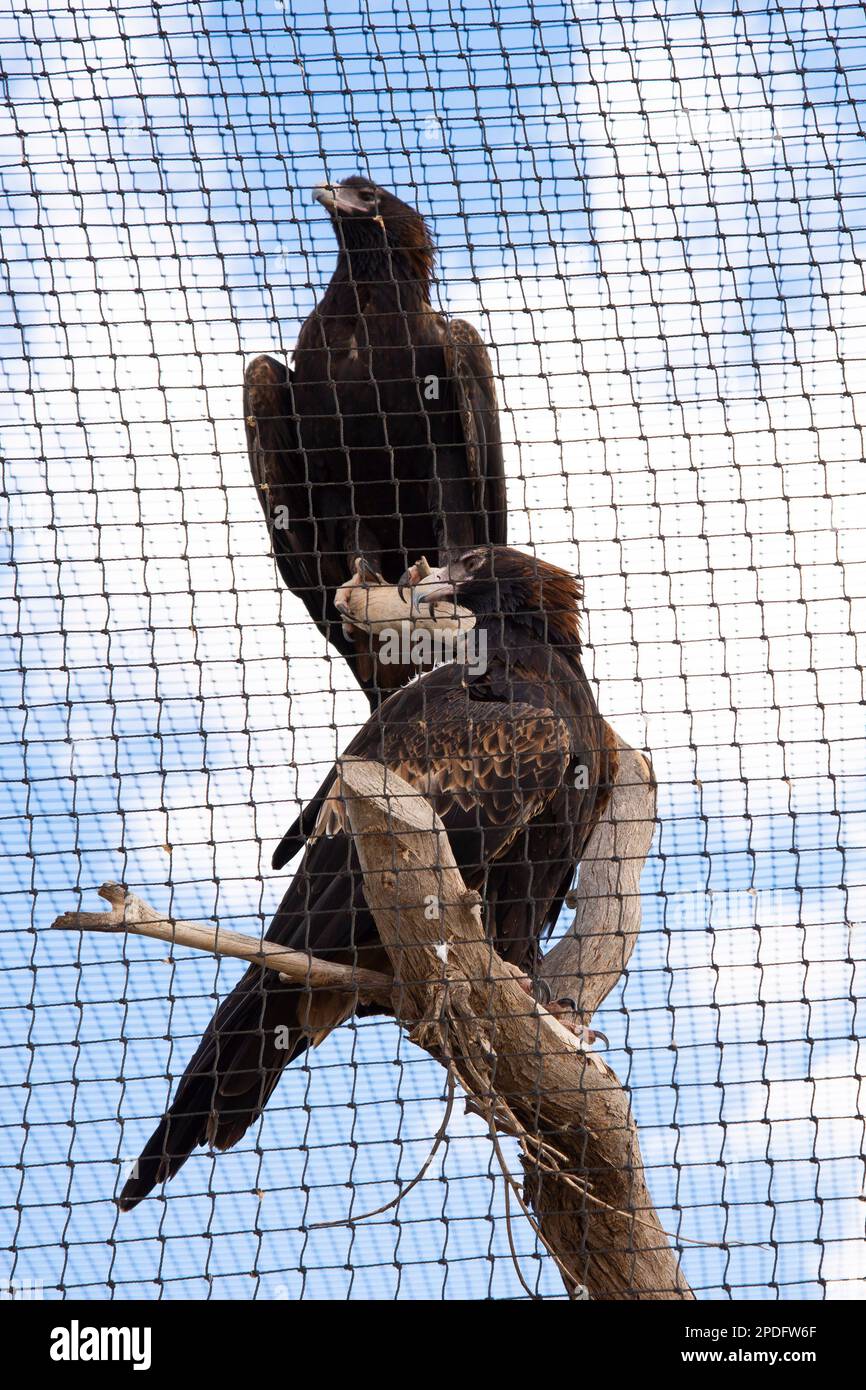 Aigles à tête blanche secourus - Australie Banque D'Images