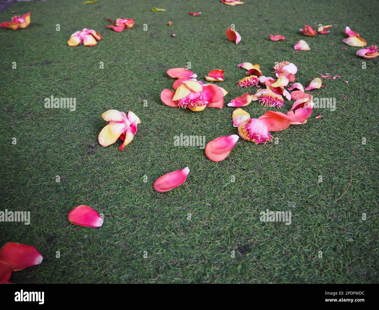 Fleurs de l'arbre de boule de canon (Couroupita guianensis) dispersées sur une pelouse en herbe artificielle. Banque D'Images