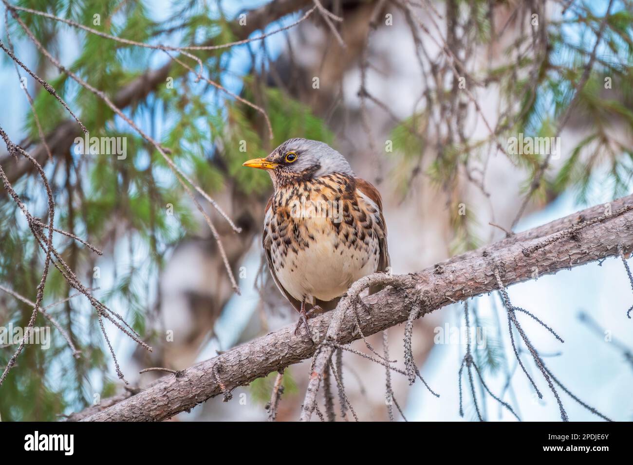 Fieldbird est assis sur une branche au printemps avec un arrière-plan flou. Champ, Turdus pilaris. Banque D'Images