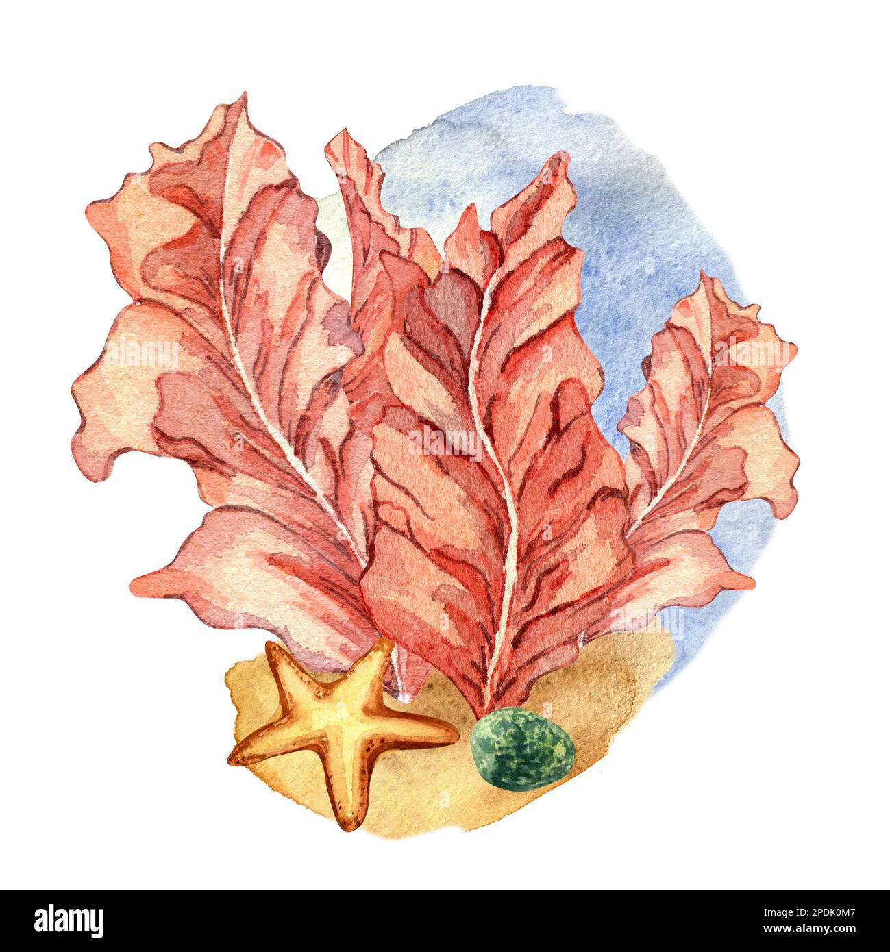 Composition des plantes marines roses aquarelle illustration isolée sur blanc. Algue de porphyra rouge, tache bleue, étoile de mer, pierre dessinée à la main. Elément de conception Banque D'Images