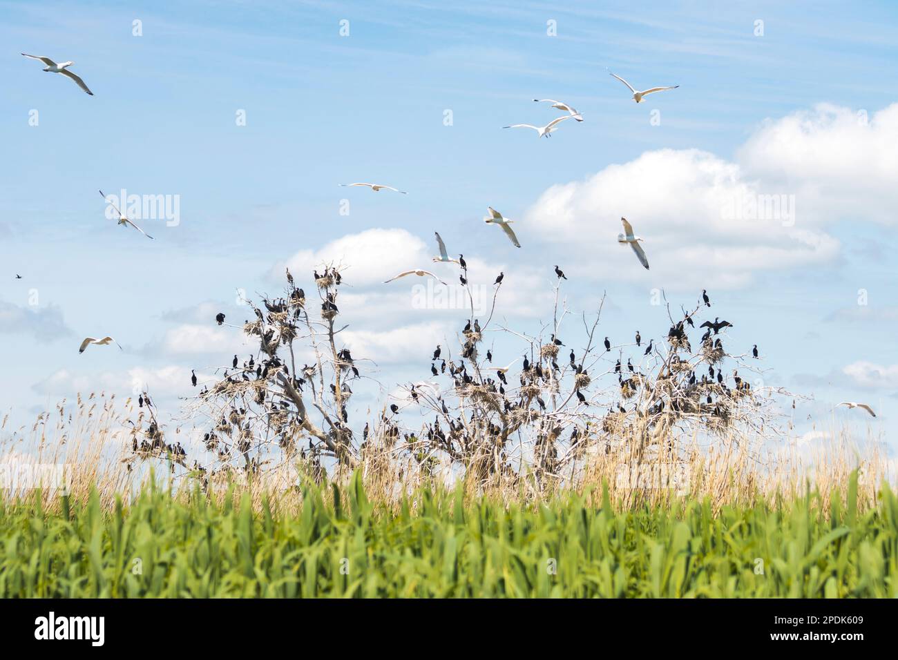 colonie d'oiseaux sur un arbre séché Banque D'Images